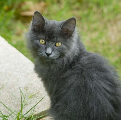 Stray Cat
