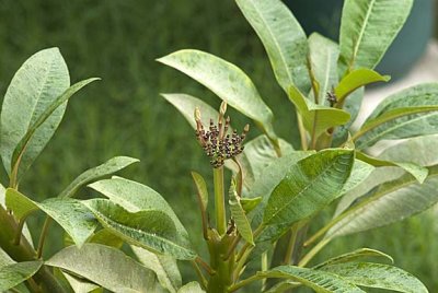 Plumaria
