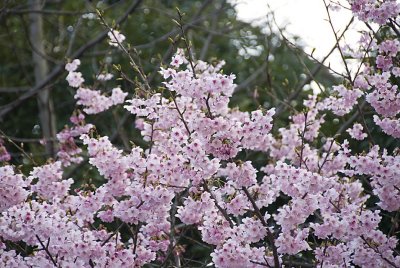 Cherry Blossoms