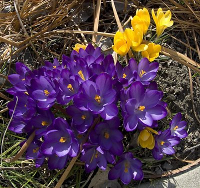 Crocus Flowers