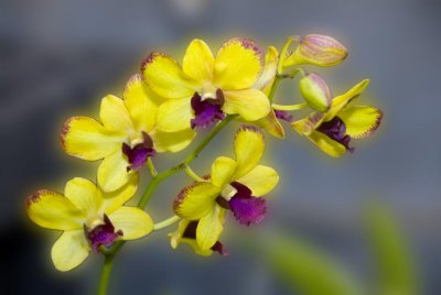 April Orchid