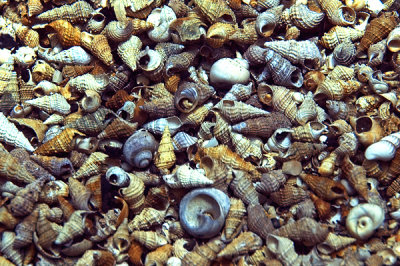 Snail Shells Under Manatee Springs