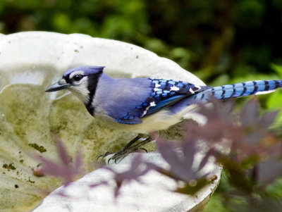 Blue Jay