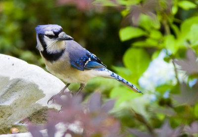 Blue Jay