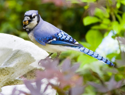 Blue Jay