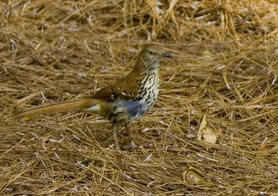 Brown Thrasher