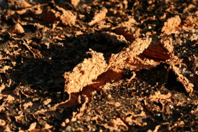 Texture_Asia_04.JPG