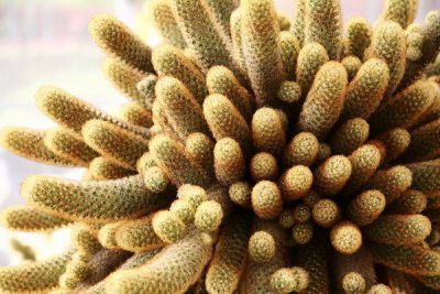 Cactus - Thailand