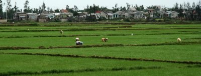 Rice fileds - Vietnam