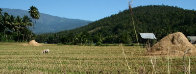 Rice fiels in Laos