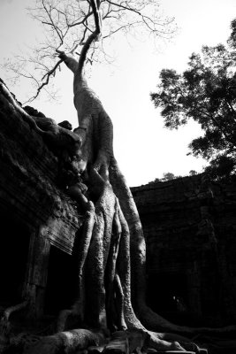 Angkor_NB_13.jpg