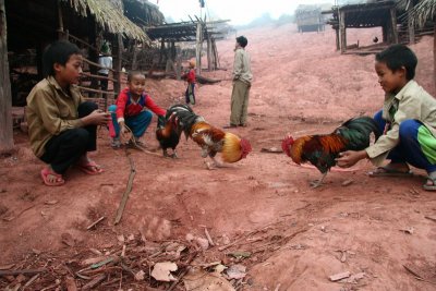 Children playing with their roasters, Muang Sing, Laos