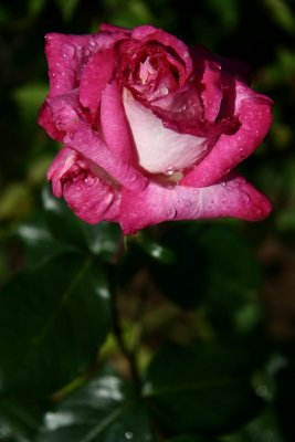 Rose rose