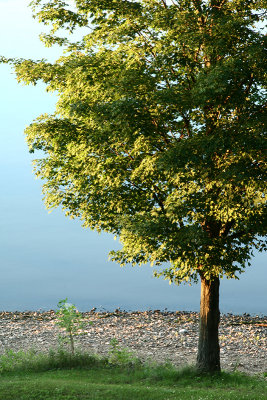 Arbre devant le St-Laurent - Montreal - Canada