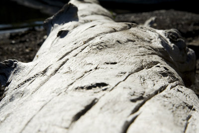 Tree - Tronc d'arbre