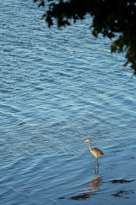 Crane at Ile Carillon - Quebec