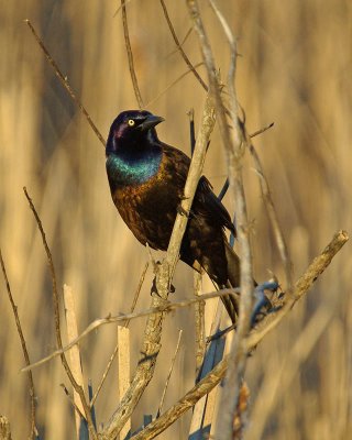 Grackle