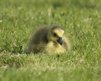 gosling