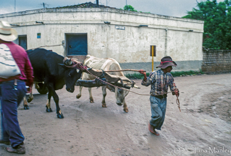 Meat Delivery