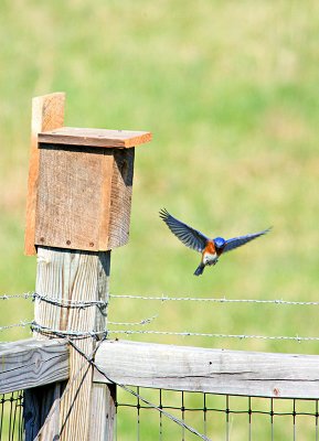 Male Bluebird Landing