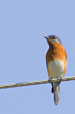 Bird on a Wire