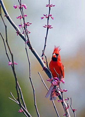 Redbird in a Redbud