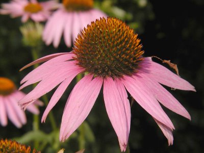 Echinacea