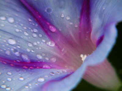Wet Glory