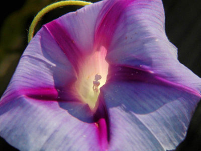 Backlit Glory