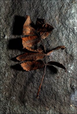 Leaf On Slate.