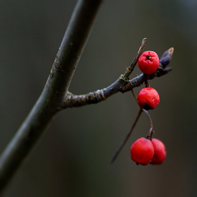 Red Berries.