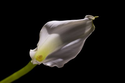 Calla.