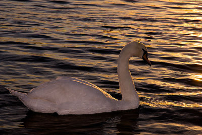Swan Song.