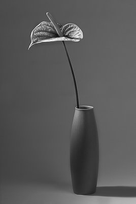 Anthurium In Vase.