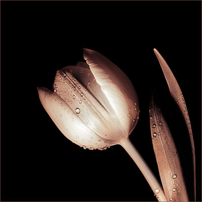 Tulip In Monochrome.