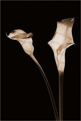 Two Calla Lilies.