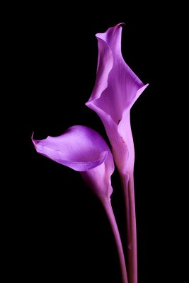 68: Purple: Bathed In Purple Light.