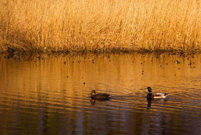 On Golden Pond.
