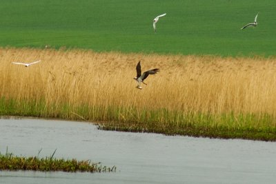 One Osprey, One Fish and Three Gulls.