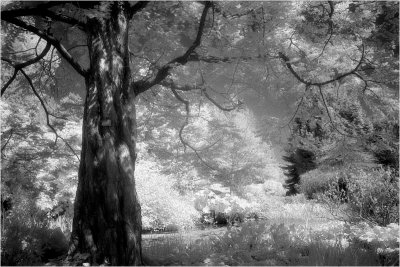 Botanic Gardens Infrared.