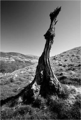 Deadwood.