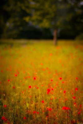 Poppy Field and Tree.