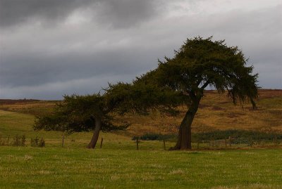 Shaped By the Wind.