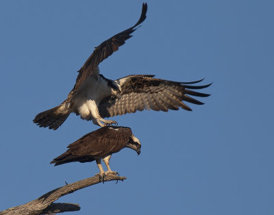 Osprey