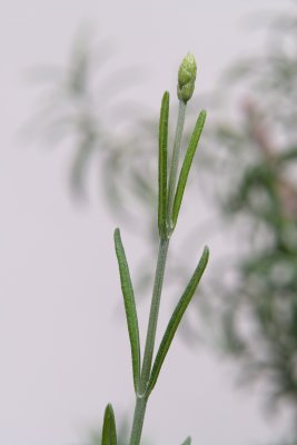DSC00005L.jpg