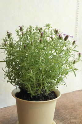 070602_0035_Lavandula_Stoechas.jpg