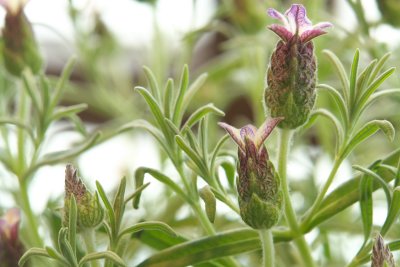 070602_0037_Lavandula_Stoechas.jpg