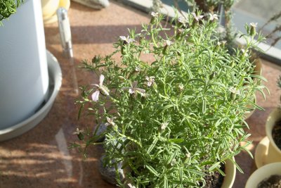 070603_0048_Lavandula_Stoechas.jpg
