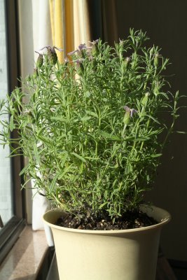 070603_0062_Lavandula_Stoechas.jpg