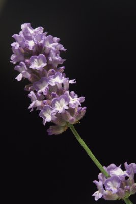 DSC00110.jpg